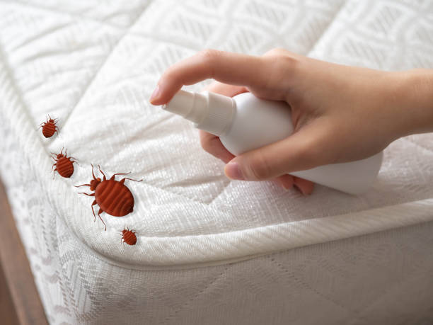 Best Termite Control Services  in Edgewater, MD